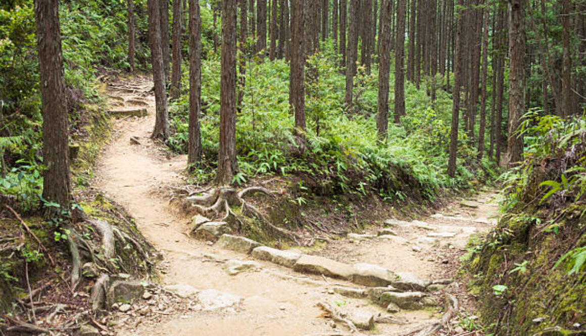 A choice of footpaths ahead in a forest - one uphill, and one downhill.